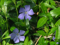 Vinca minorKleine maagdenpalm bestellen